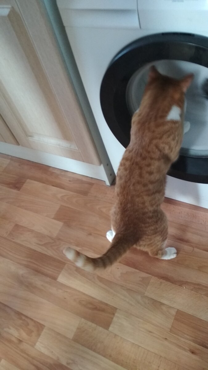 Рыжик, кот свекрови, и его полосатый хвост