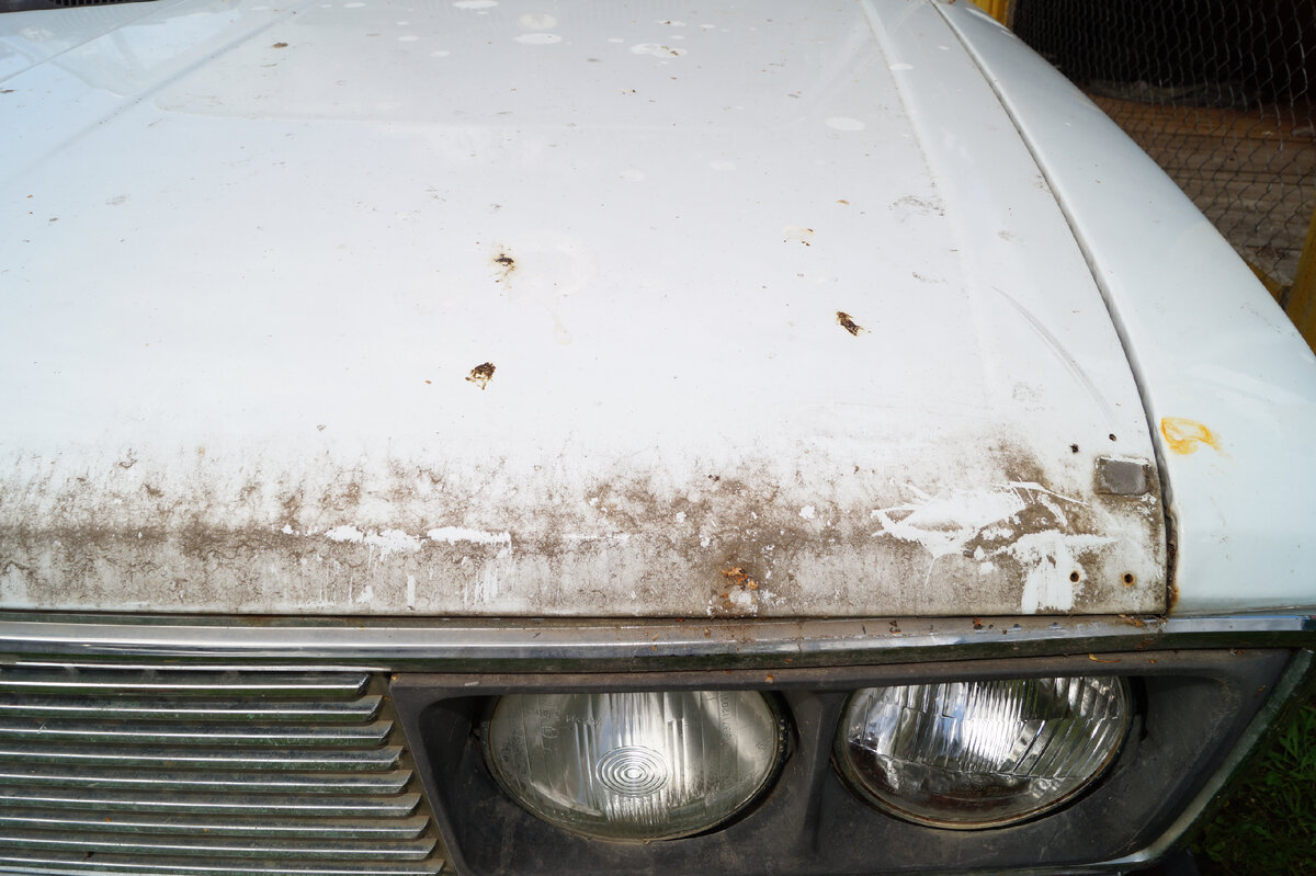 Как убрать следы насекомых с машины? Лайфхаки автомобилистов