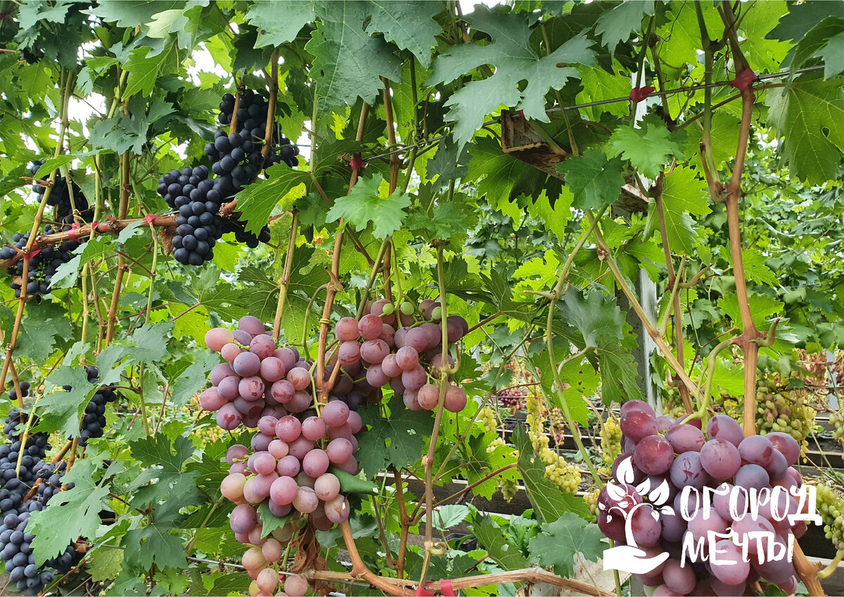 Как вырастить вкусный и здоровый виноград: секреты успешного выращивания