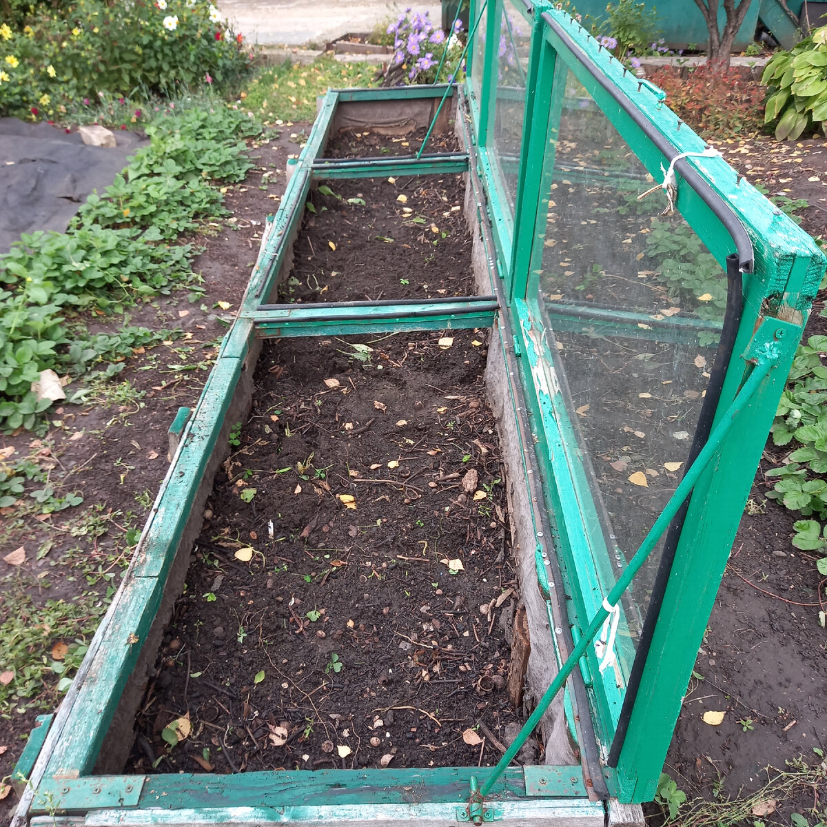 Наш парничок. Все фото в тексте автора