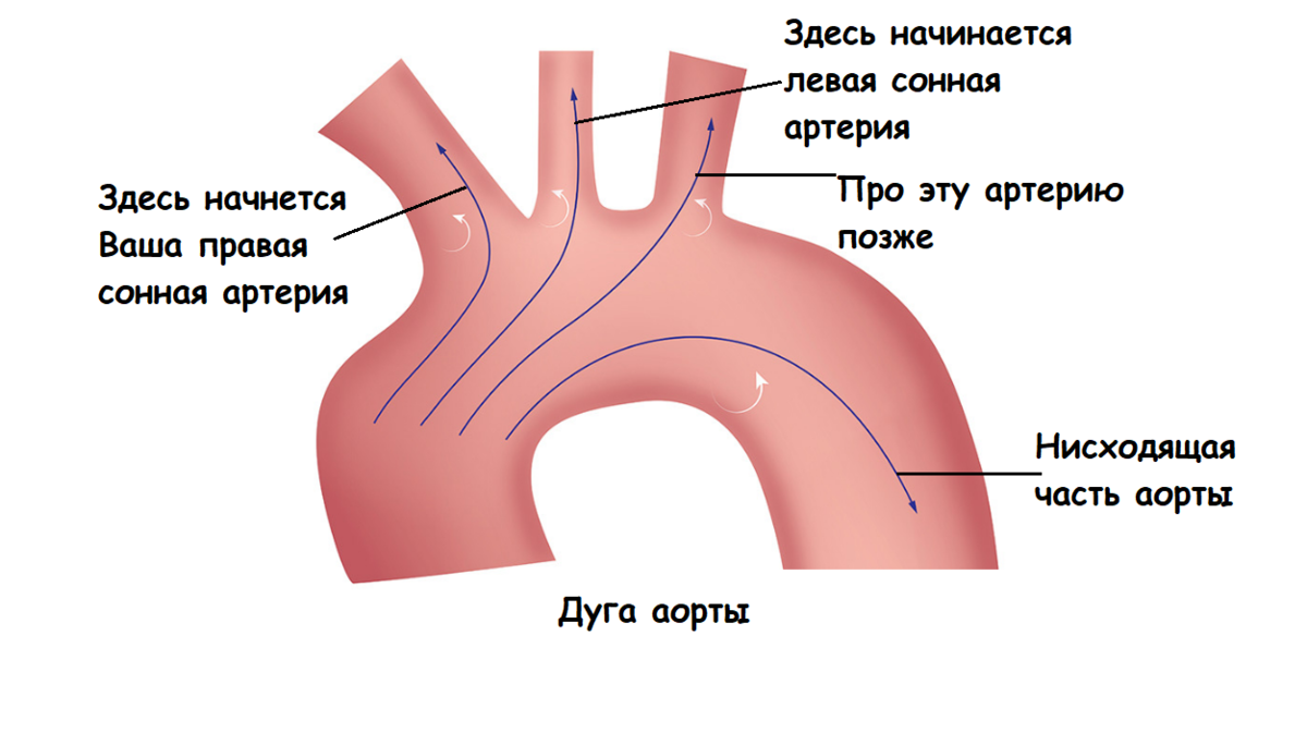 Картинки сонная артерия (50 фото)