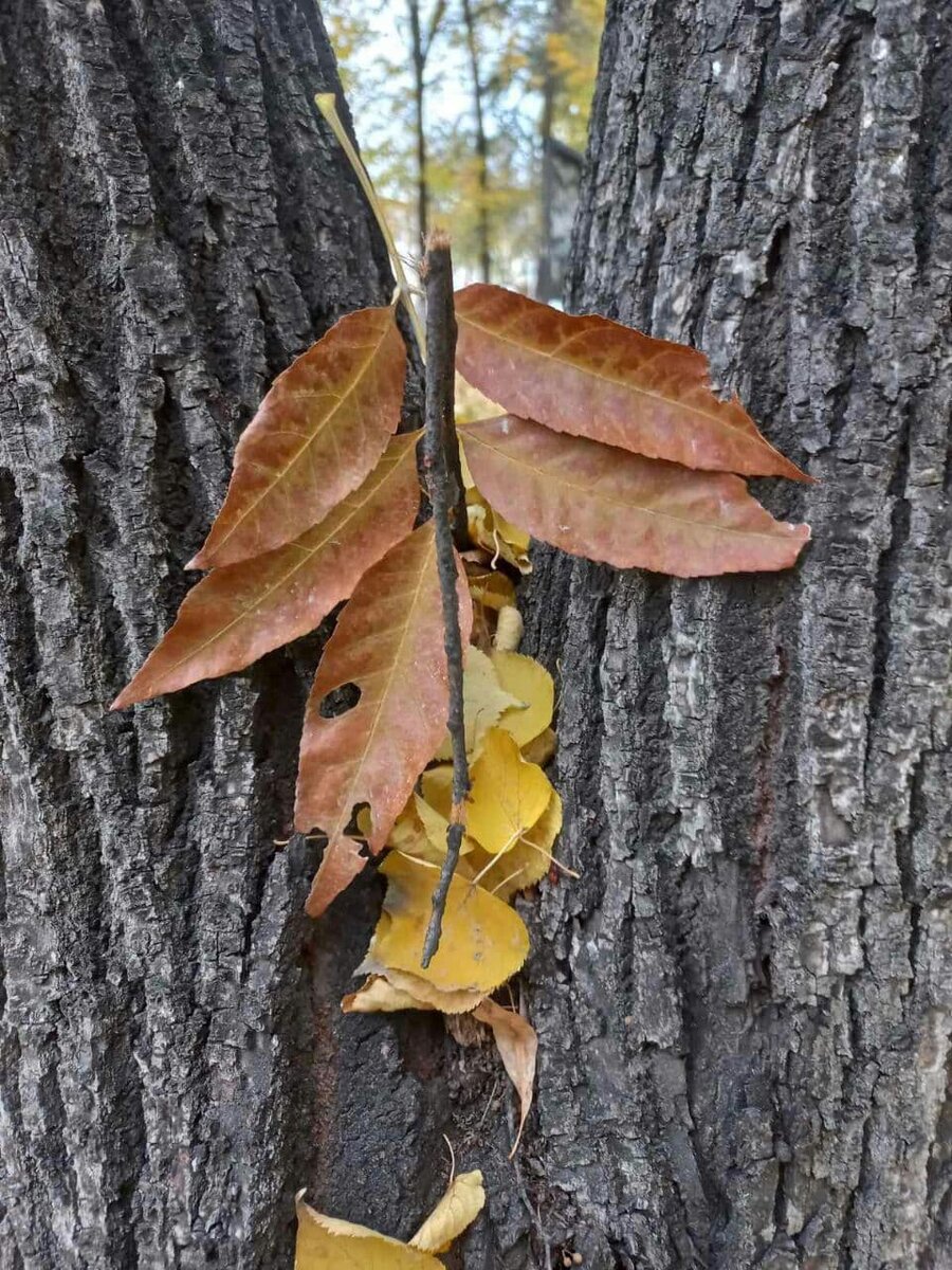 Фото автора.