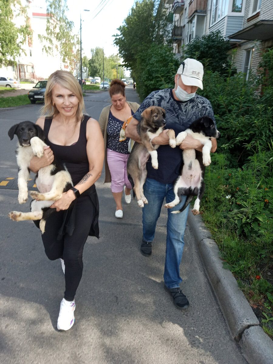 В Санкт-Петербурге спасли от наркоманки собаку и щенков. Ищем дом маме Жу и  её деткам! | Татьяна Буйницкая ищет дом спасённым собакам! СПб | Дзен