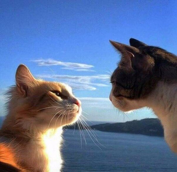 "Кто тут главный на районе? Ща выясним!"