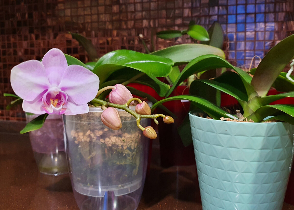 Сакура раскрыла вчера первый цветочек. Она раньше была в ЗС, а теперь вот)