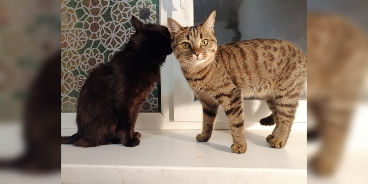 Лапе 13 лет, а Балбе 1 год.