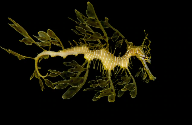 PHOTOGRAPH BY JOEL SARTORE
