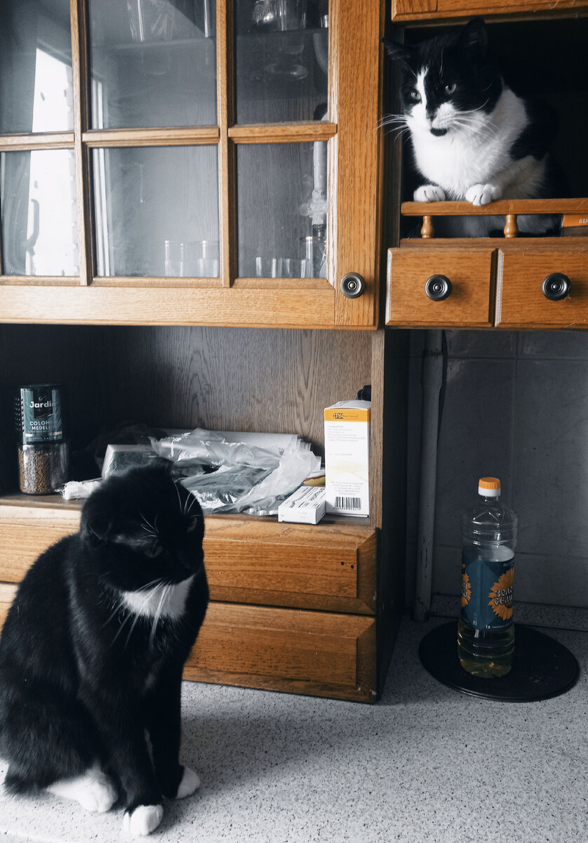 Но сначала посмотрим на "случайный ренессанс" Сурена и Геральта