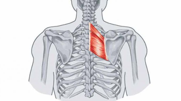 Ромбовидная мышца
