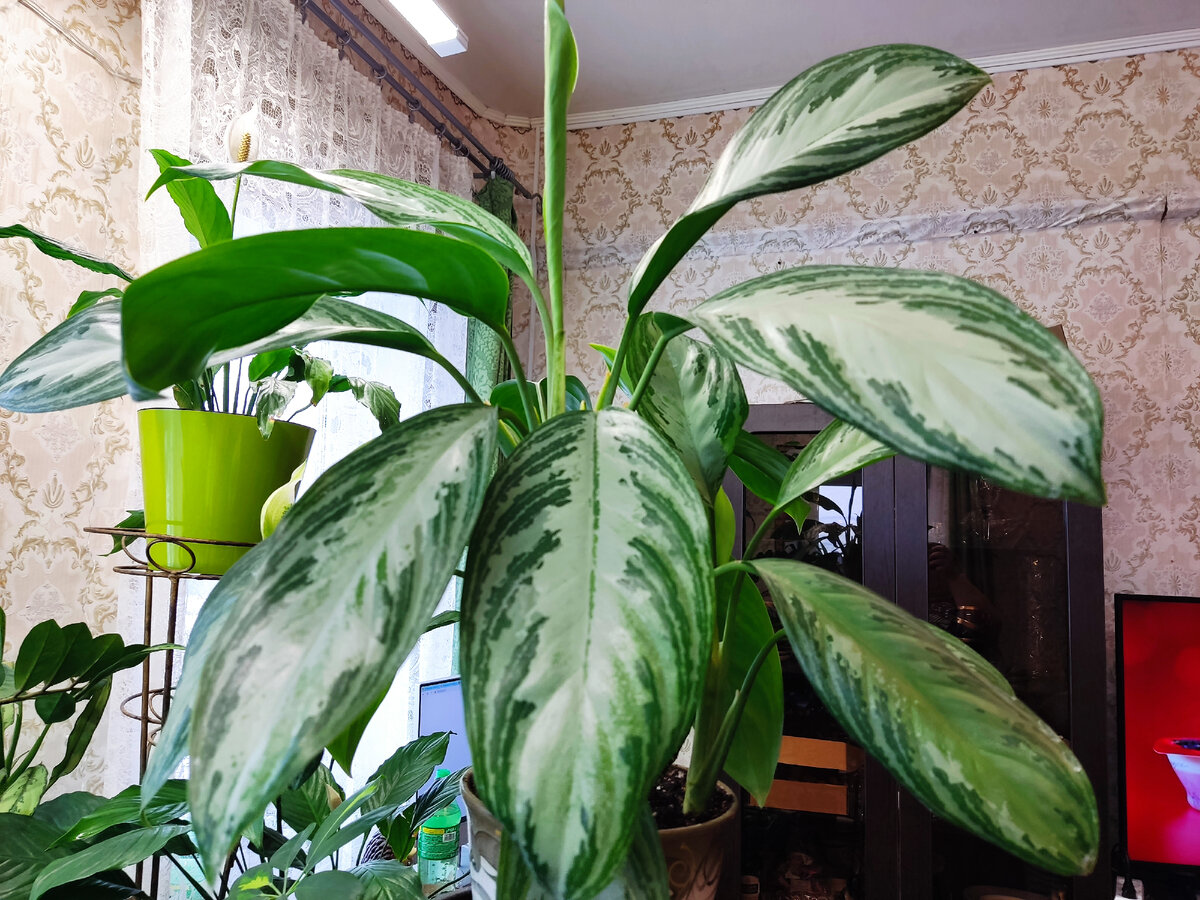 Самая первая и самая любимая