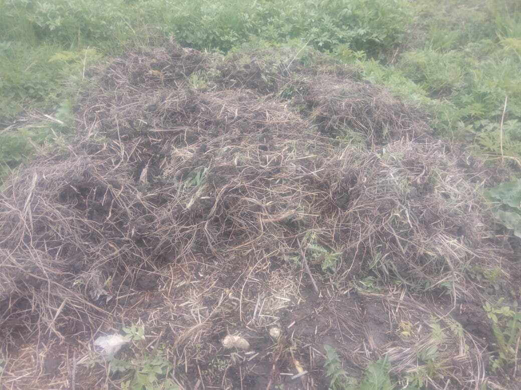 Корешки от дерна