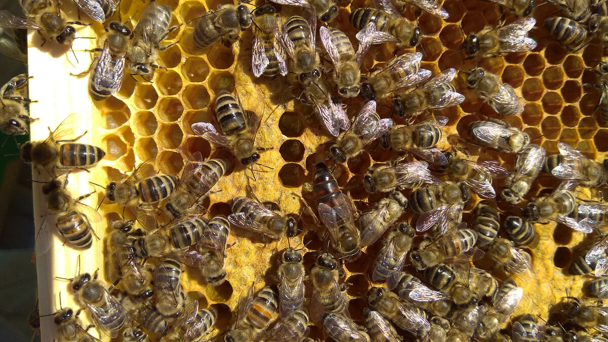 Старая матка