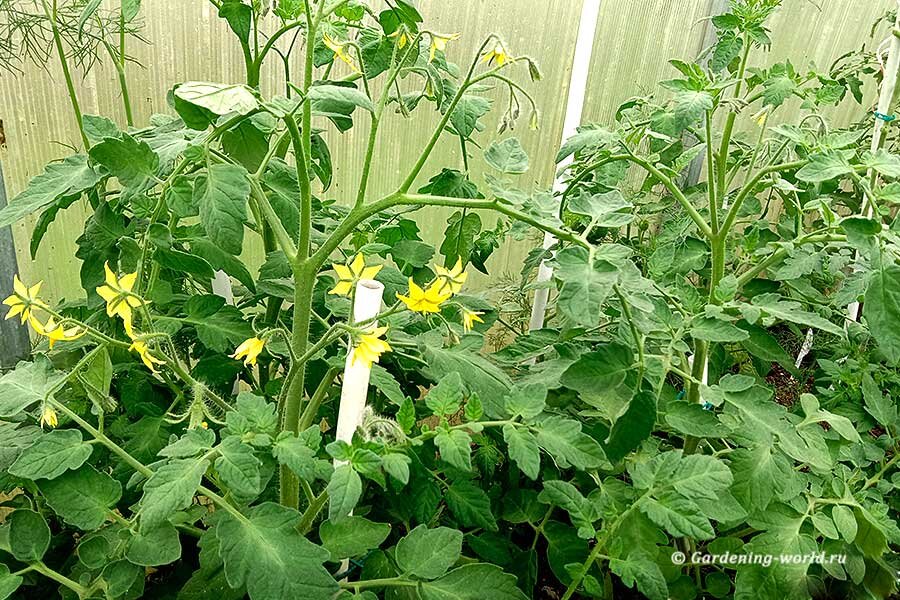 Фото автора.