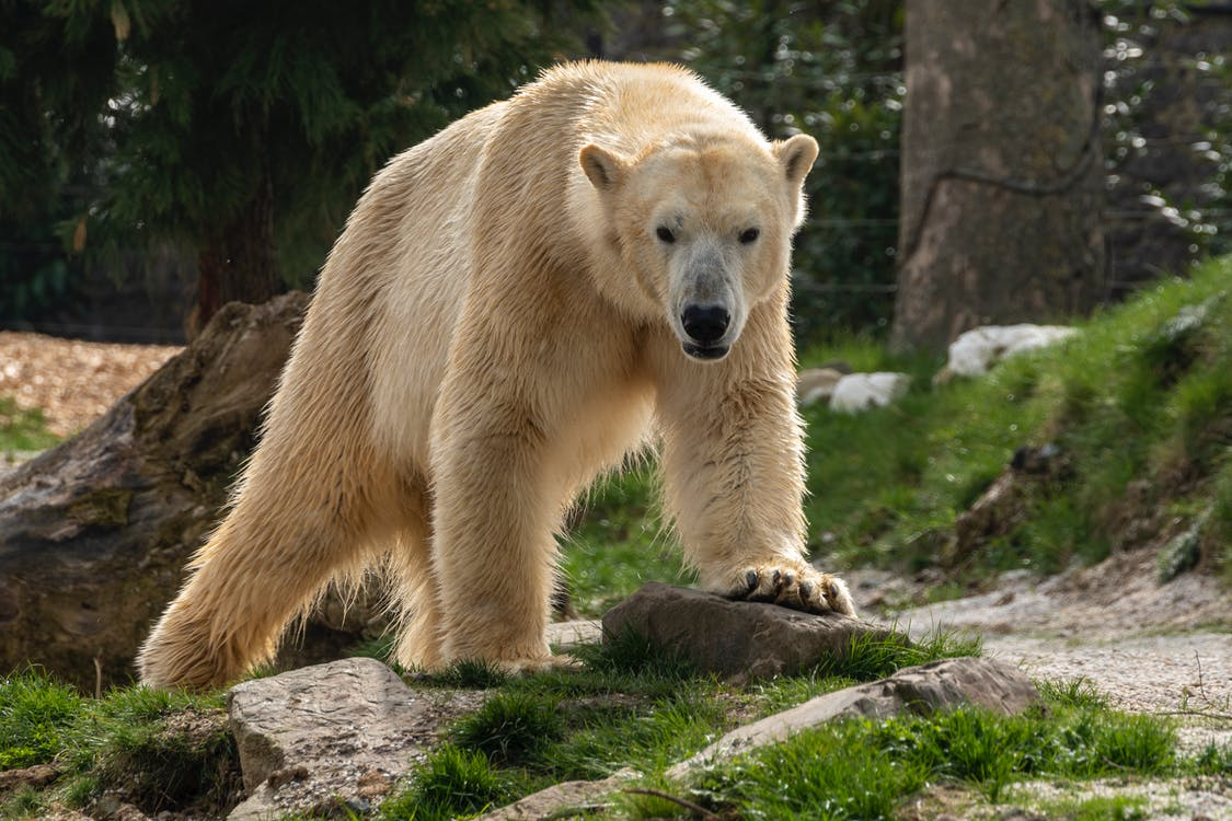 Bear do. АК Аю