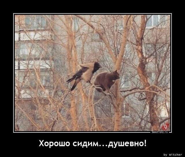 Юмора всё больше