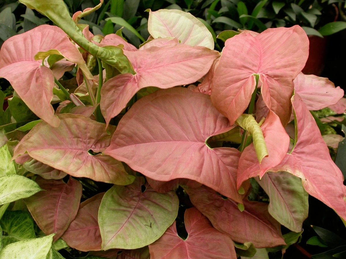 Сингониум. Сингониум Блэк Эрроу. Сингониум Syngonium podophyllum. Сингониум трехлистный.