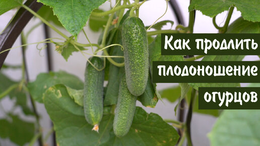 Как продлить плодоношение огурцов