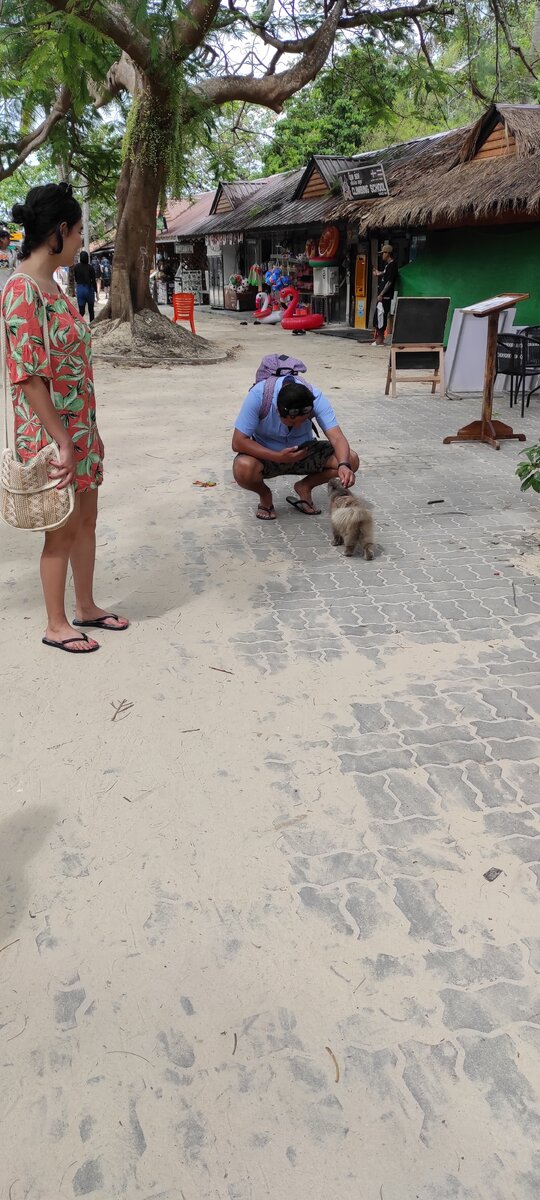 Пушистик в серой шубе с пляжа Рейли