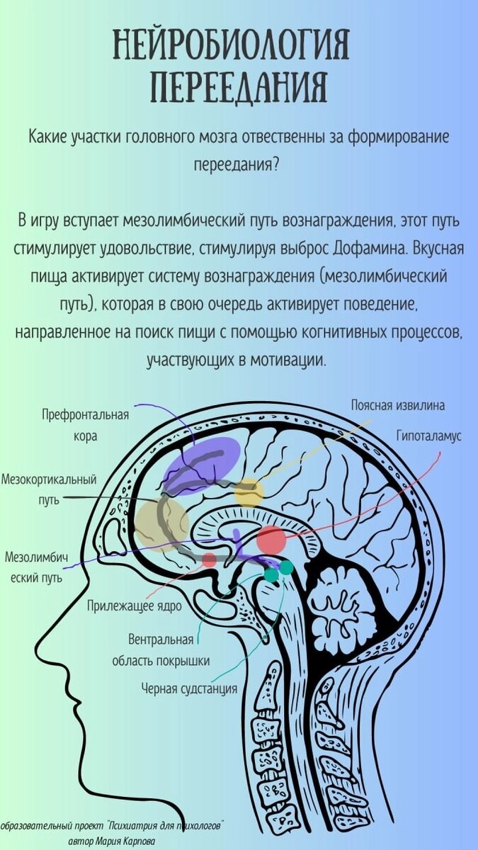 Нейробиология переедания. | Психиатрия для психологов | Дзен