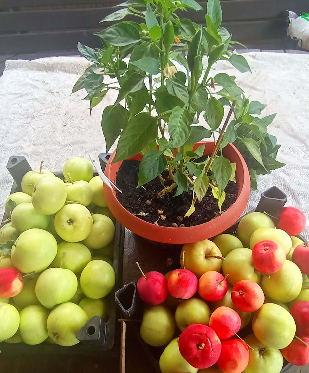 Яблочки нашего сада 