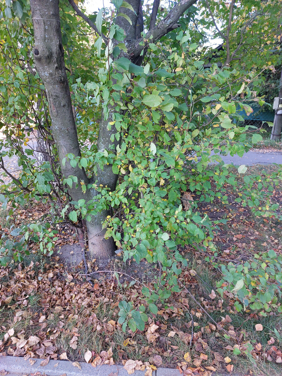 Это снова рыжий котик, с верхнего фото, но уже решил показаться нам во всей красе