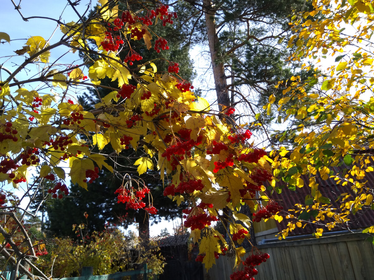 Фото автора. Щедрый урожай калины