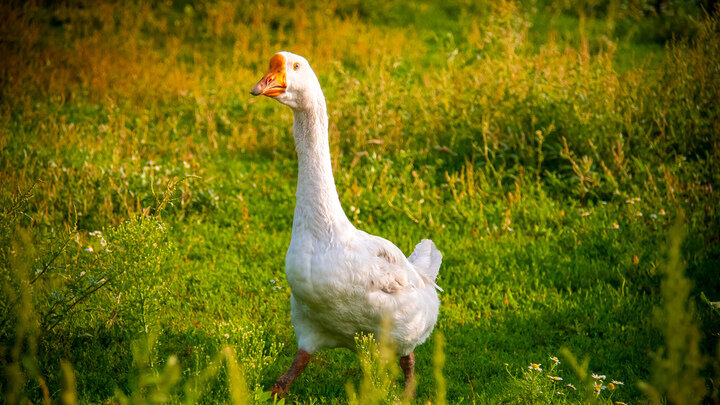 SVETLANA VOZMILOVA/GLOBALLOOKPRESS