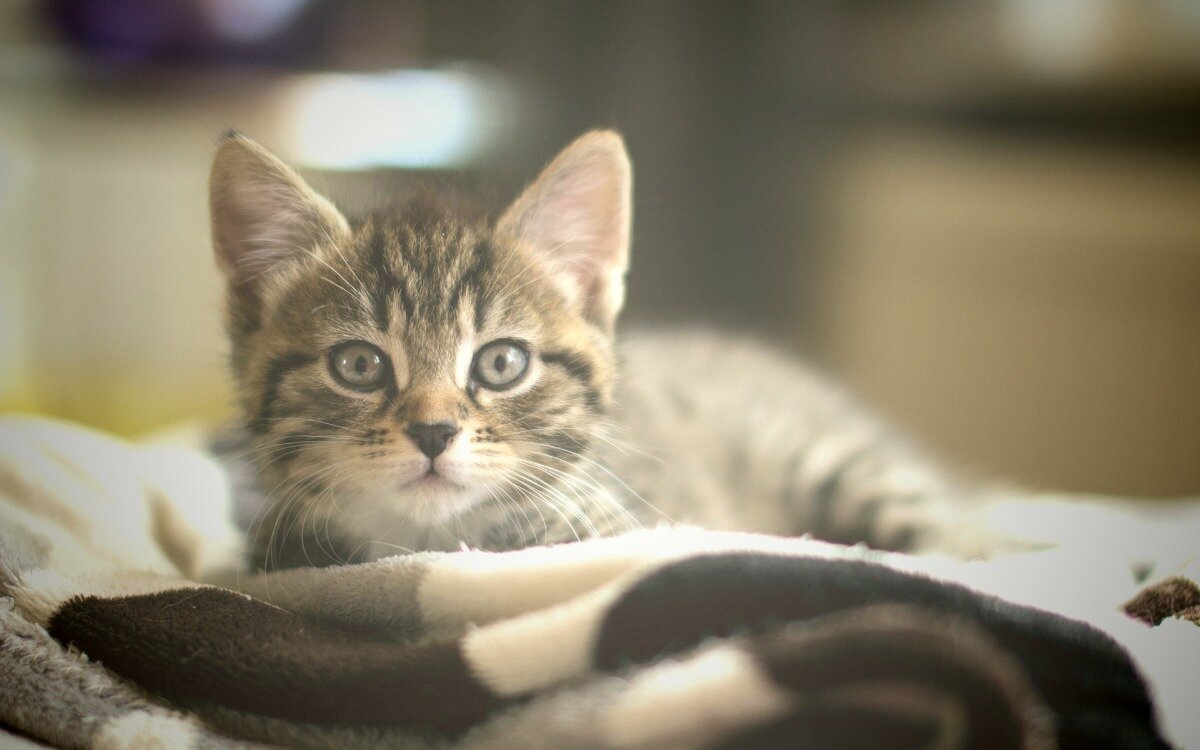 Верните мне мою маму!