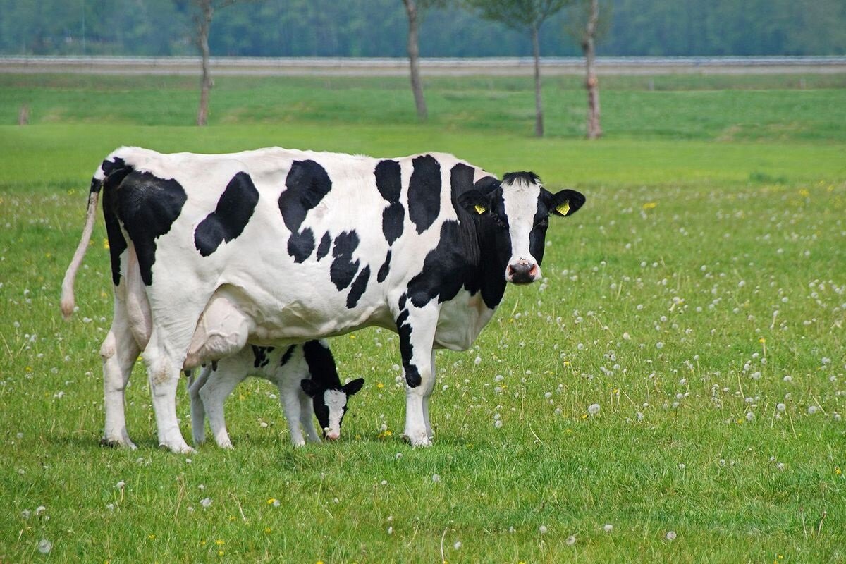 Коровы, которые дают много вкусного молока: самые лучшие породы молочныхкоров