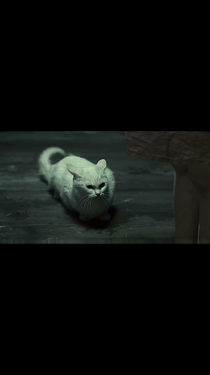 Увидеть умирающую кошку. Увидеть умирающую кошку. Спящий котенок на улице. Глаза, которые видят смерть (2011, фильм). Увидеть умирающую кошку.
