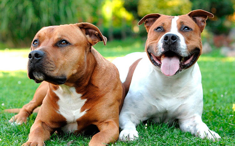 
фото: Американский стаффордширский терьер может иметь различные окрасы