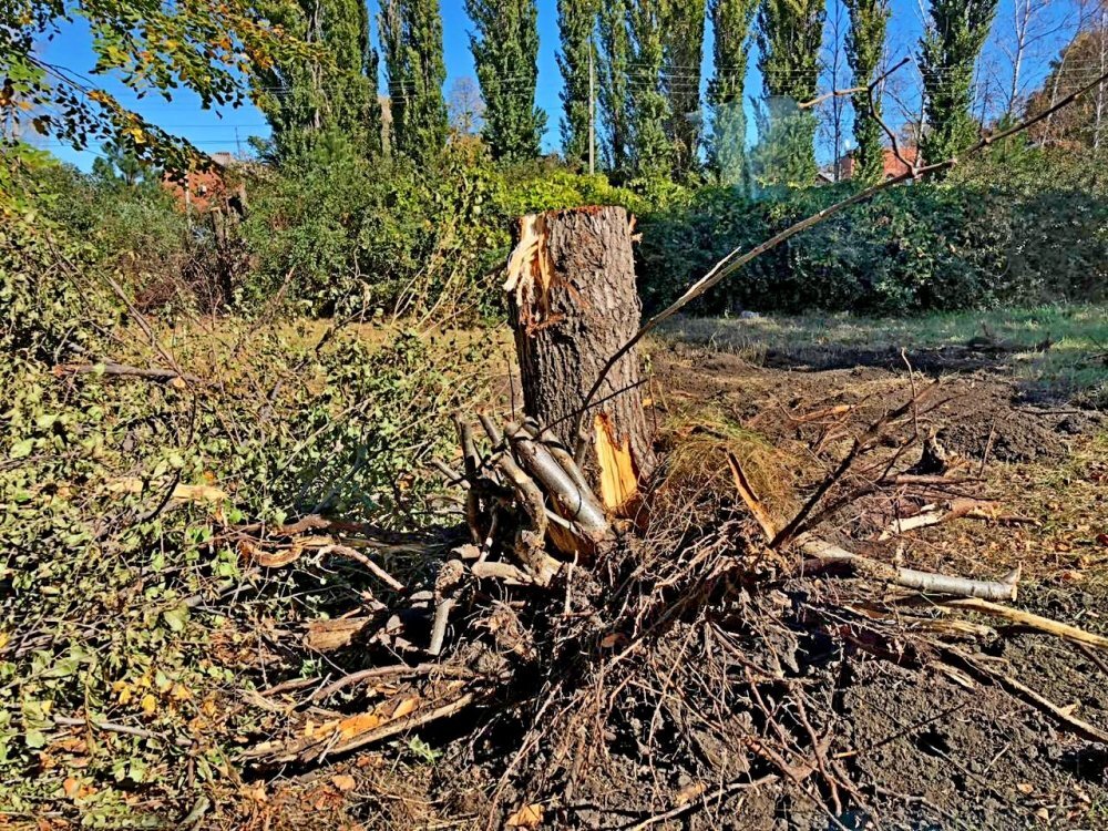 На месте липовой рощи в Тихорецке остались пни
