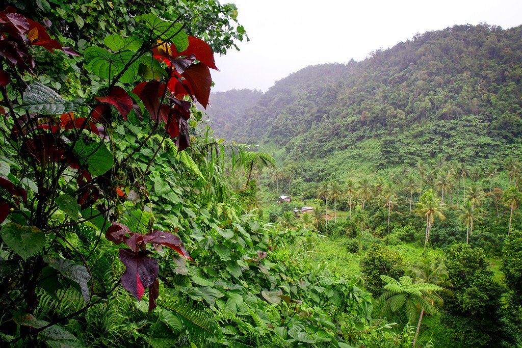 Остров сада