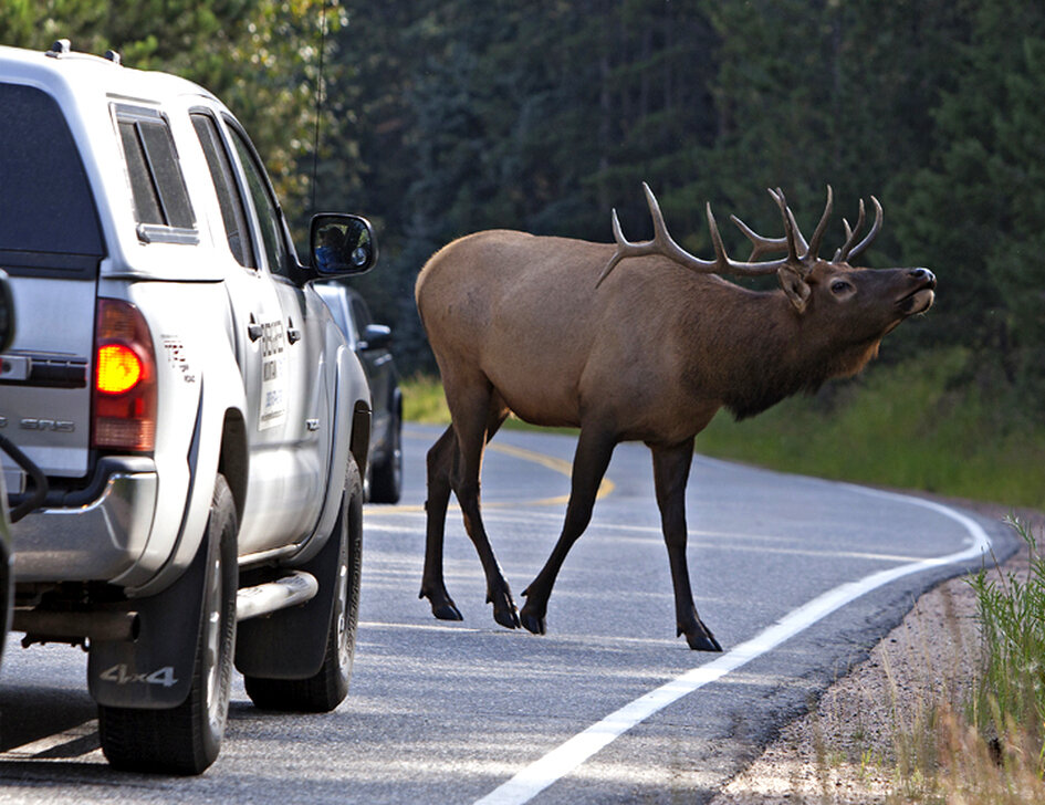 Дикие животные на дороге. Наезд на дикое животное. Сезонная миграция лосей. Наезд на гужевой транспорт. Дикие животные на дороге.