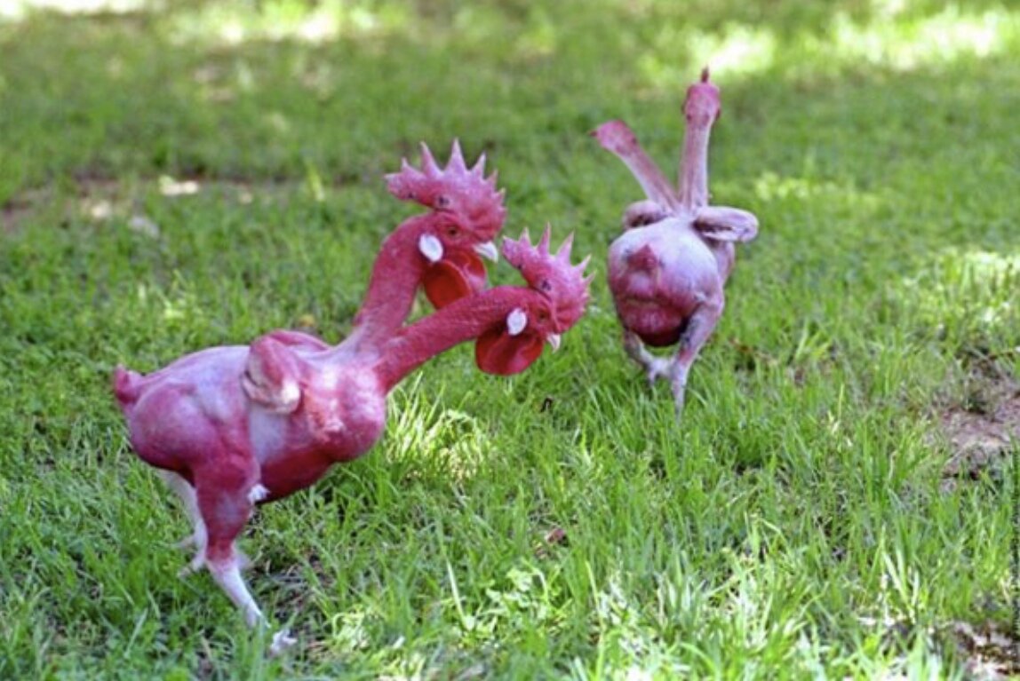 Встречаются даже особи с двумя головами 