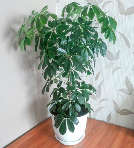 Шефлера вариегатная Герда (Schefflera)