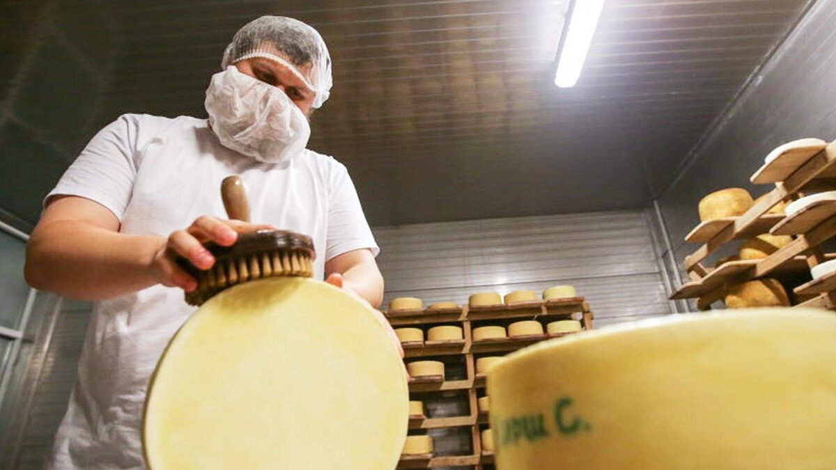 сыроварня олега сироты. сыроварня олега сироты. экскурсия на завод сыра. мини сыроварня. русский пармезан олег сирота.