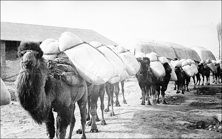 Хлопковый караван в Центральной Азии. Фото с сайта Maxpenson.com
