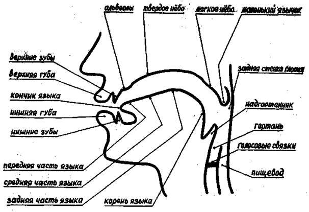 Части речевой системы, которые участвуют в артикуляции звуков китайского языка