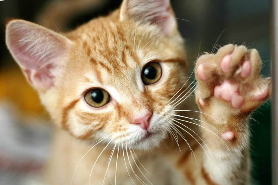 Источник: https://hsl.guru/wp-content/uploads/2016/10/06-train-cat-shake-hands.jpg