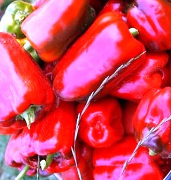 Раннеспелые сорта перцев для теплицы. Перец Витязь. Перец Витязь описание. Перец Витязь фото. Острый перец Витязь фото.