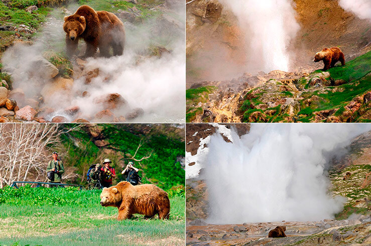 Камчатка - дом для сотен и тысяч медведей.