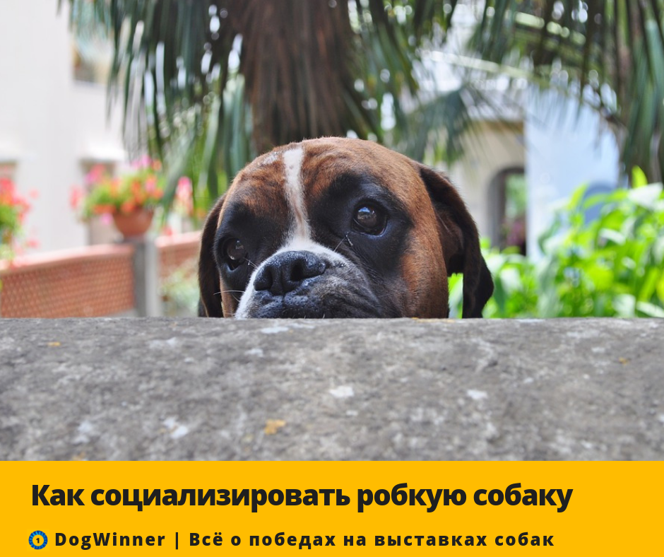 pixabay com/ru/собака-природа-животные-pet-3079835/ 