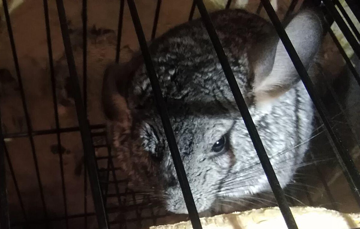 Сидит, бедолажка. Глазик прикрыт, ушко прижато. Как будто не она в одиночку задала жару двоим взрослым людям.