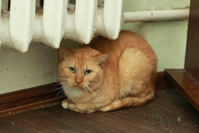 фото из интернета