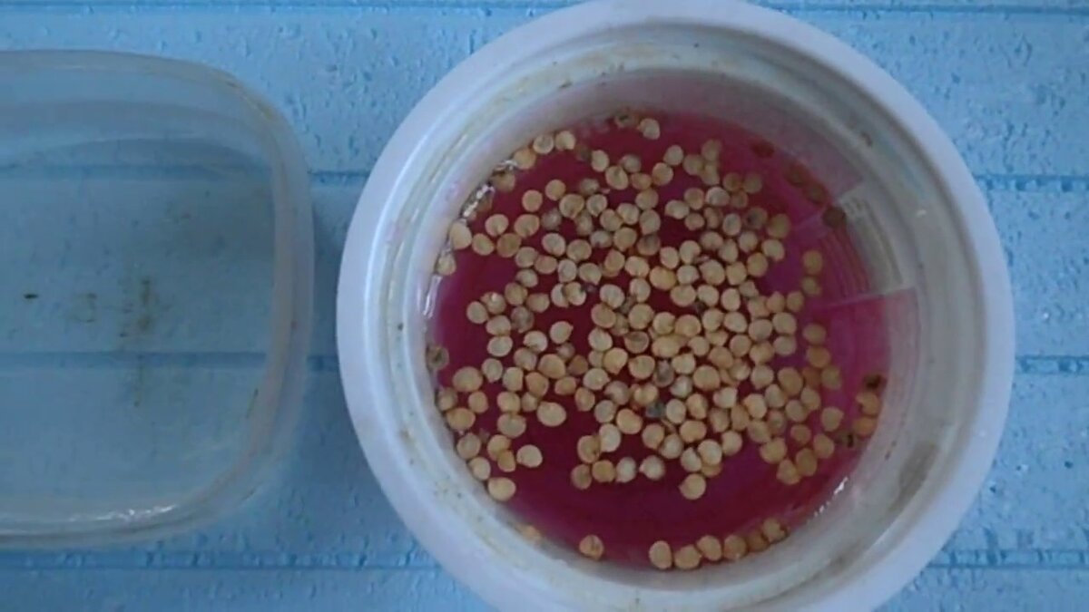 Легко розовый раствор марганцовки вполне подойдет для обеззараживания семян перца. 5 минут вполне достаточно!