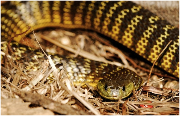 Тигровая змея (источник картинки)