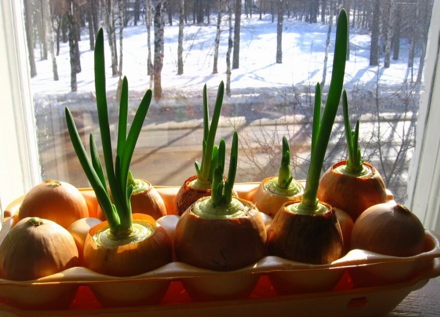 Растим лук на подоконнике