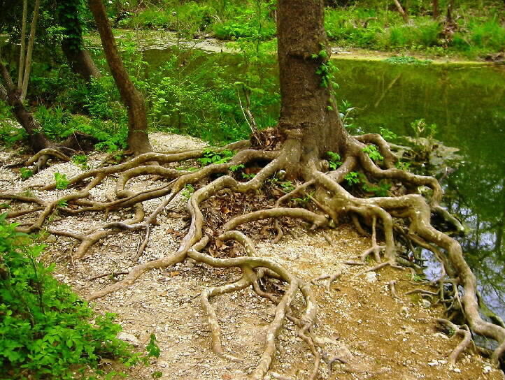 Сотворить корень. Корни дерева. Красивое дерево с корнями. Дерево с корнями наружу. Красивые корни.