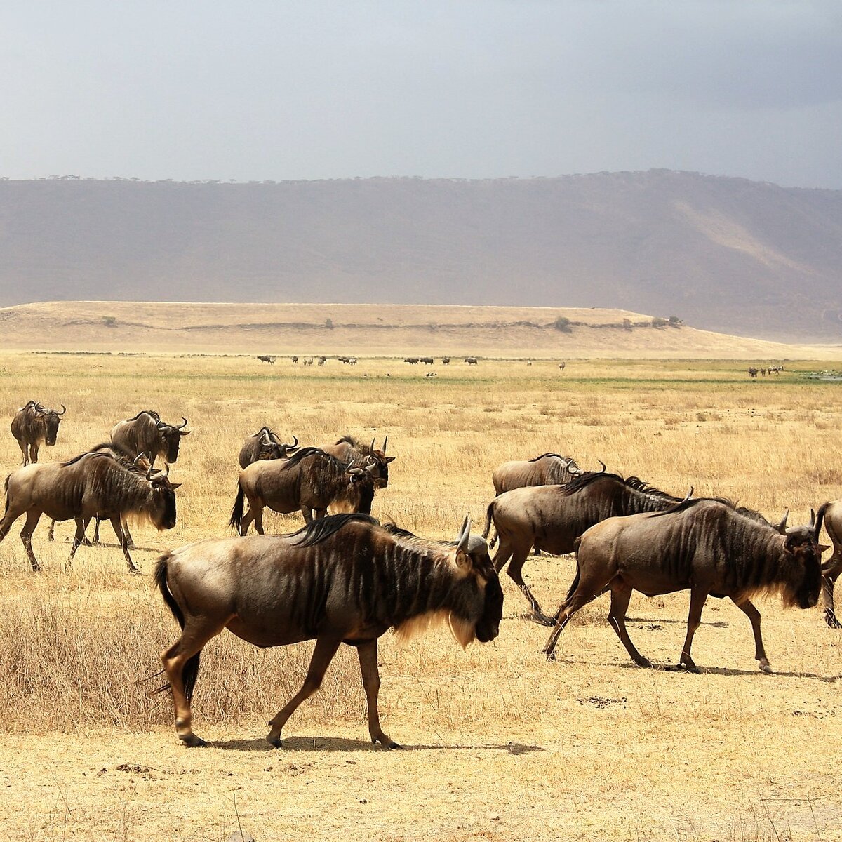 11 гну. Антилопа гну сафари Танзания. Стадо антилоп гну. Миграция антилоп гну Африка. Антилопы в Танзании.
